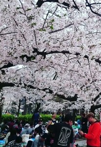hanami2016_3